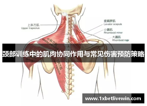 颈部训练中的肌肉协同作用与常见伤害预防策略